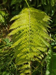 Polystichum setiferum