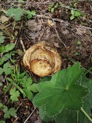 Paxillus involutus