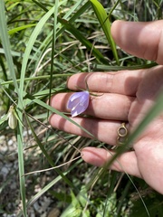 Adenophora morrisonensis