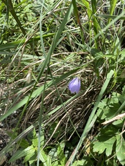 Adenophora morrisonensis