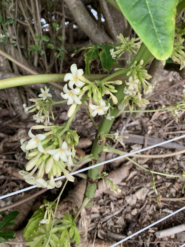 Papaya from Bargara QLD 4670, Australia on June 29, 2022 at 0159 PM by