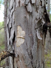 Hypomecis punctinalis