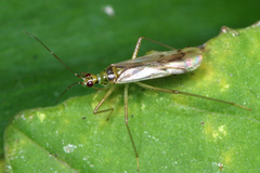 Dicyphus pallidus
