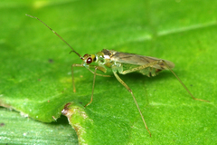 Dicyphus pallidus