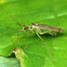 Dicyphus pallidus - Photo (c) Jörg Pageler, some rights reserved (CC BY-NC), uploaded by Jörg Pageler