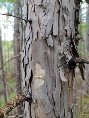 Hypomecis punctinalis