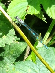 Coenagrion pulchellum