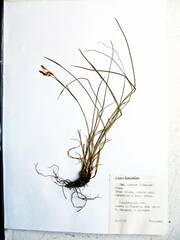 Carex lanceolata