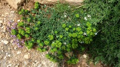 Euphorbia flavicoma