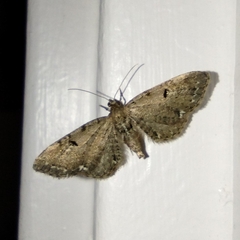 Eupithecia assimilata