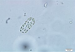 Corethron hystrix
