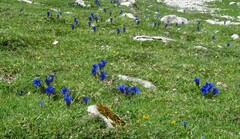 Gentiana occidentalis