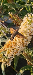 Macroglossum stellatarum