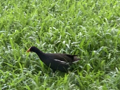 Gallinula chloropus