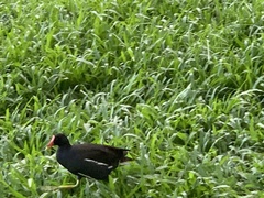 Gallinula chloropus