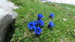 Gentiana occidentalis