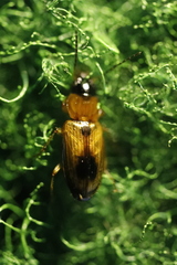 Stenolophus teutonus