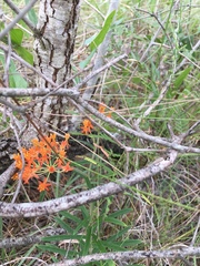 Asclepias tuberosa image