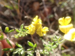 Lotononis umbellata