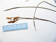 Carex lanceolata