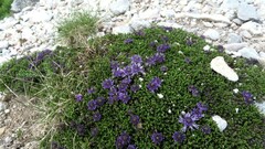 Globularia repens