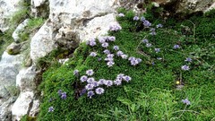 Globularia repens