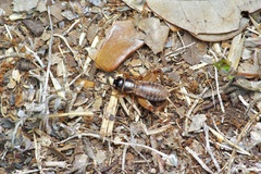 Miogryllus