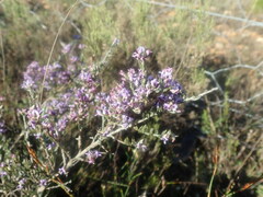 Amphithalea ericifolia