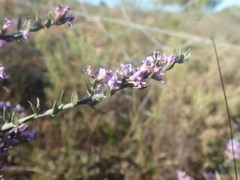 Amphithalea ericifolia