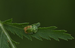 Cassida stigmatica