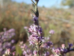 Amphithalea ericifolia