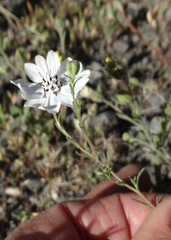 Blepharipappus scaber