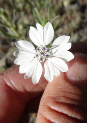 Blepharipappus scaber