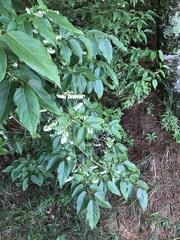 Lyonia ovalifolia