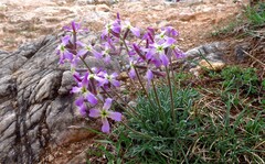 Matthiola perennis