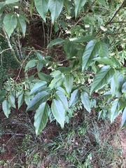Meng-Ying Tsai, CC0, iNaturalist via GBIF Lyonia ovalifolia, photograph Meng-Ying Tsai, CC0, iNaturalist via GBIF