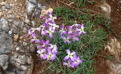 Matthiola perennis