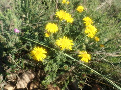 Oedera capensis