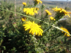 Oedera capensis