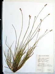 Carex tenuiflora