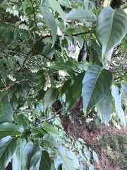 Meng-Ying Tsai, CC0, iNaturalist via GBIF Lyonia ovalifolia, photograph Meng-Ying Tsai, CC0, iNaturalist via GBIF