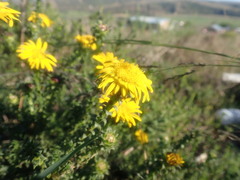 Oedera capensis