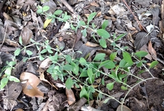 Dyschoriste crenulata