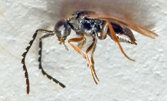 Dendrocerus