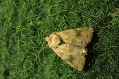 Atypha pulmonaris