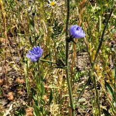 Cichorium intybus