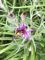 Dianthidium