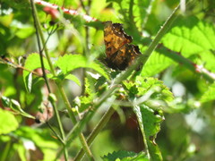 Polygonia oreas
