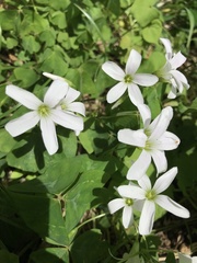 Oxalis triangularis