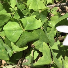 Oxalis triangularis
